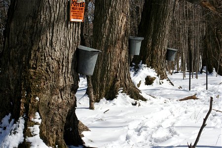 Maple trees with taps and buckets for collecting sap, to be made into maple syrup, at Beaver Meadow Audubon Center, North Java, NY. photo