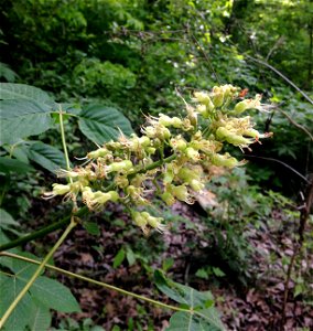 Aesculus glabra base of limestone slope forest at Aiken Mountain, Morgan County, Alabama.