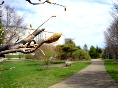 Chadwick Arboretum and Learning Gardens The Ohio State University photo