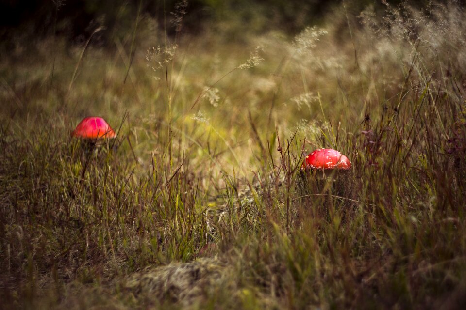 Autumn mushrooms red