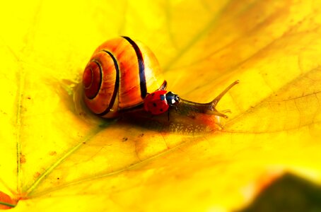 Insect the beetle leaf photo