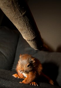 Animal world furry possierlich