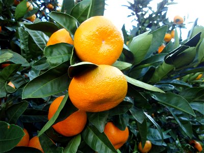 Citrus unshiu from Shizuoka Prefecture, Japan.