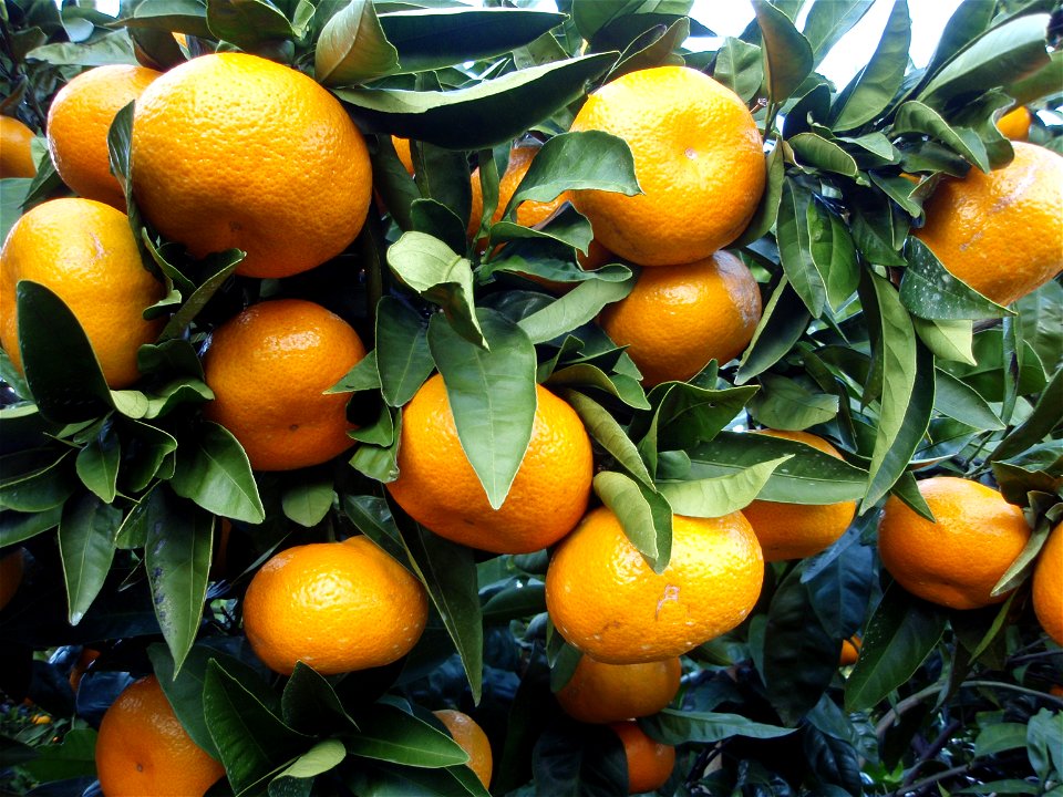 Citrus unshiu from Shizuoka Prefecture, Japan.