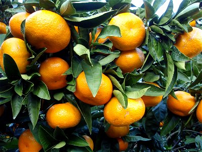 Citrus unshiu from Shizuoka Prefecture, Japan.