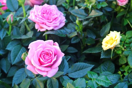 Rosa plant petal