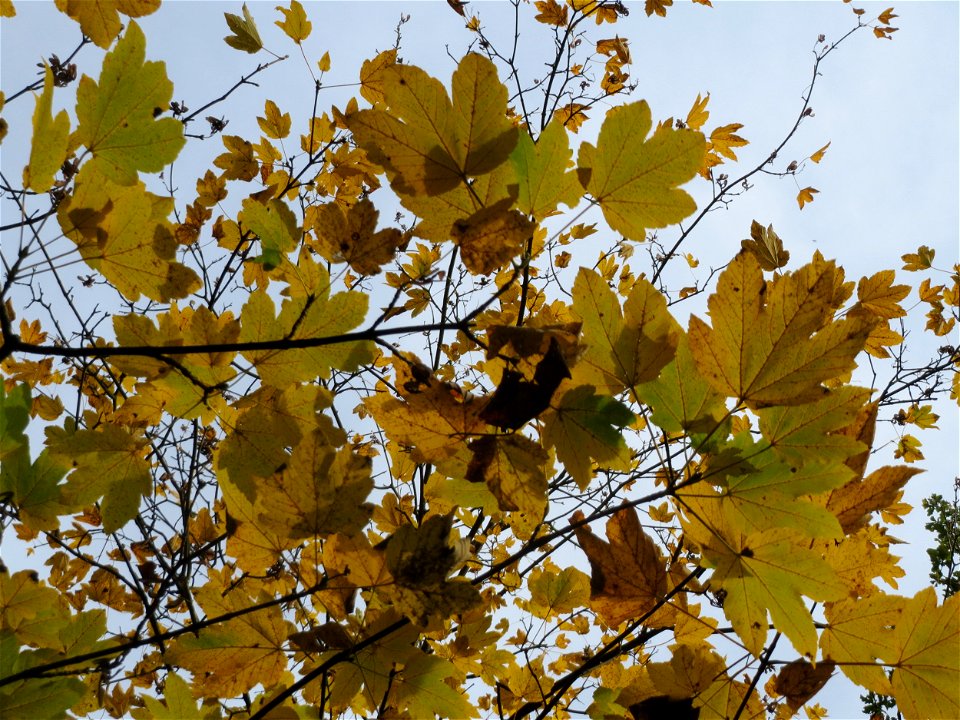 Bergahorn (Acer pseudoplatanus) im Schwetzinger Hardt
