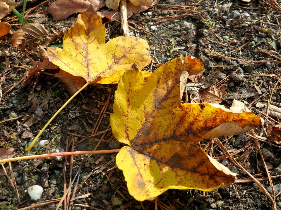 Bergahorn (Acer pseudoplatanus) im Schwetzinger Hardt