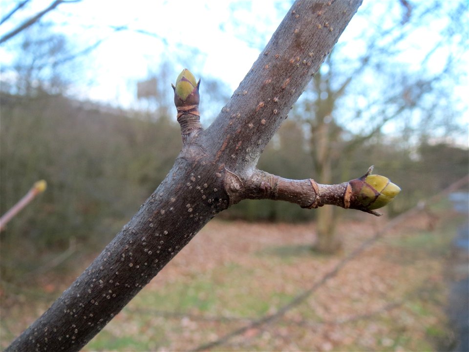 Berghorn (Acer pseudoplatanus) in Hockenheim