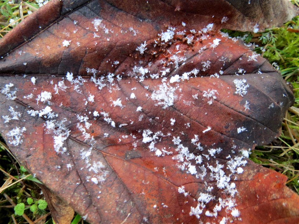 Berghorn (Acer pseudoplatanus) in Hockenheim