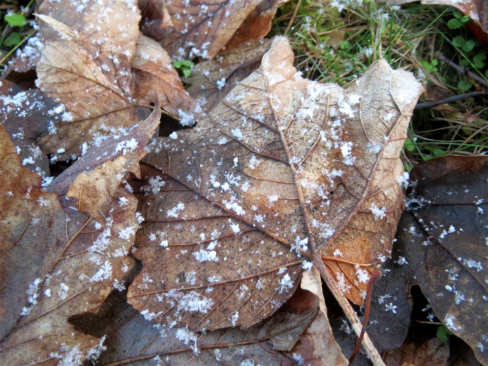 Berghorn (Acer pseudoplatanus) in Hockenheim