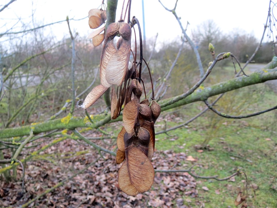 Berghorn (Acer pseudoplatanus) in Hockenheim