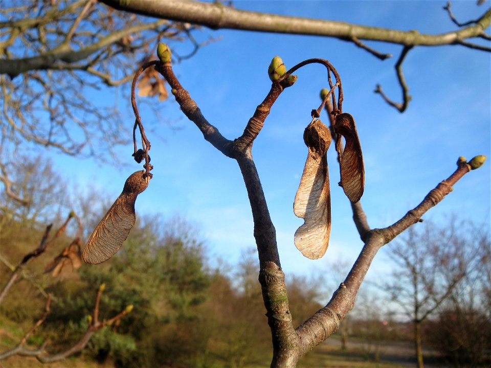 Berghorn (Acer pseudoplatanus) in Hockenheim