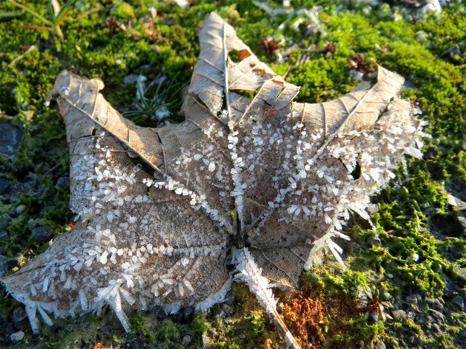 Berghorn (Acer pseudoplatanus) in Hockenheim