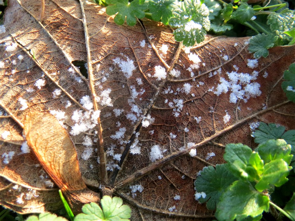 Berghorn (Acer pseudoplatanus) in Hockenheim