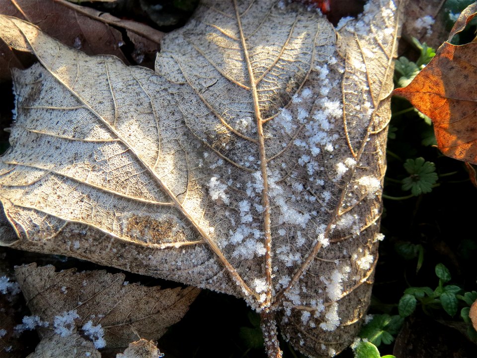 Berghorn (Acer pseudoplatanus) in Hockenheim