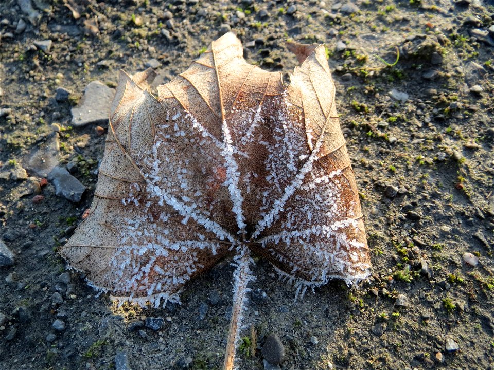 Berghorn (Acer pseudoplatanus) in Hockenheim