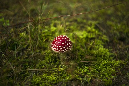 Autumn mushrooms red