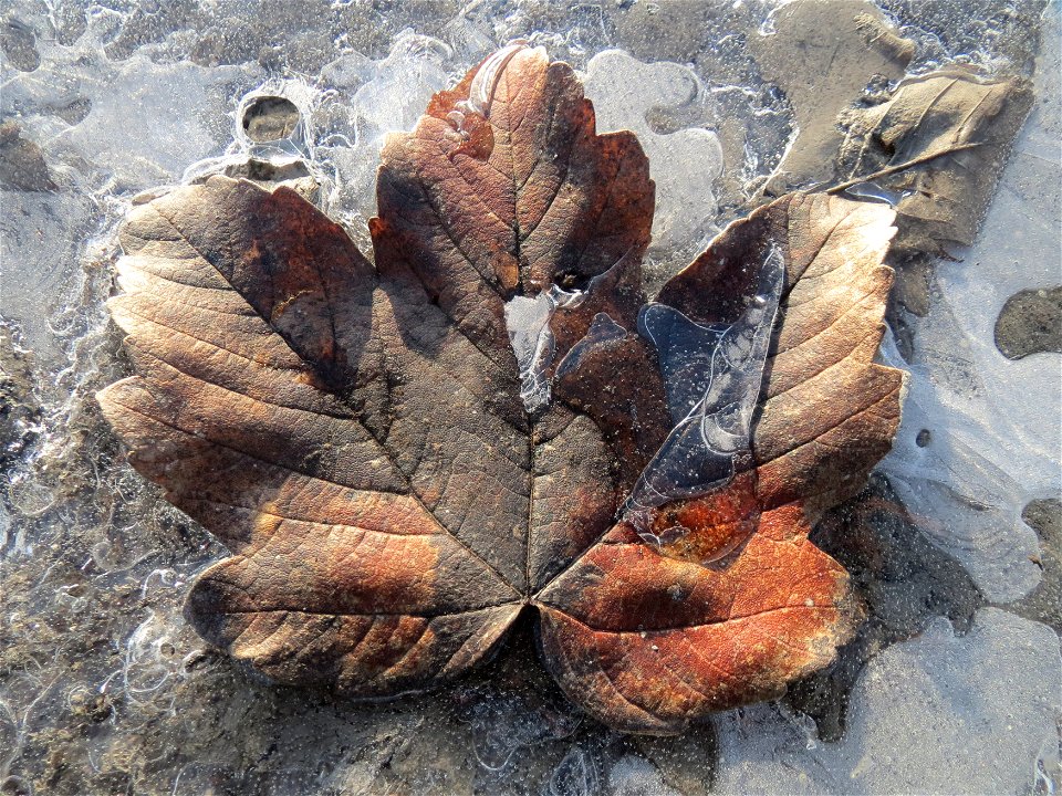In einer Pfütze gefrorenes Blatt vom Berghorn (Acer pseudoplatanus) in Hockenheim