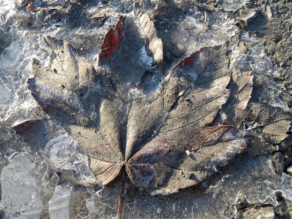 In einer Pfütze gefrorenes Blatt vom Berghorn (Acer pseudoplatanus) in Hockenheim