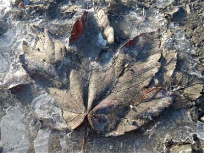 In einer Pfütze gefrorenes Blatt vom Berghorn (Acer pseudoplatanus) in Hockenheim