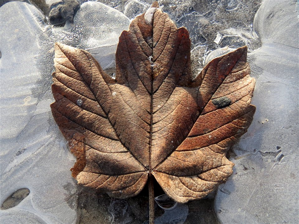 In einer Pfütze gefrorenes Blatt vom Berghorn (Acer pseudoplatanus) in Hockenheim