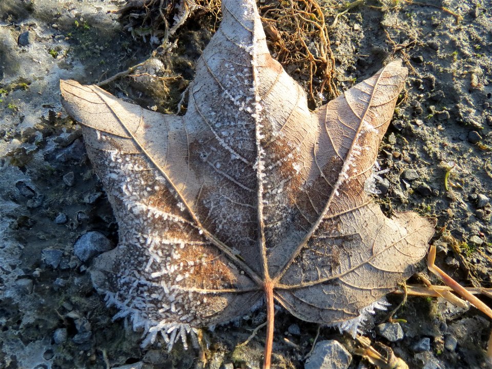 Berghorn (Acer pseudoplatanus) in Hockenheim