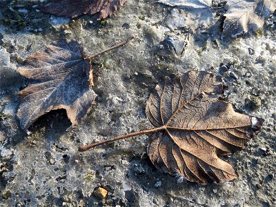 In einer Pfütze gefrorene Blätter vom Berghorn (Acer pseudoplatanus) in Hockenheim