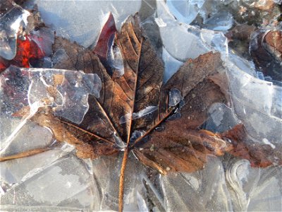 In einer Pfütze gefrorenes Blatt vom Berghorn (Acer pseudoplatanus) in Hockenheim