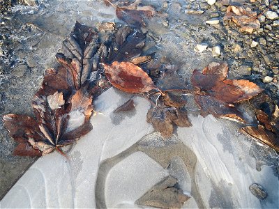 In einer Pfütze gefrorene Blätter vom Berghorn (Acer pseudoplatanus) in Hockenheim (ein Blatt von einem Kirschbaum ist auch noch mit von der Partie)