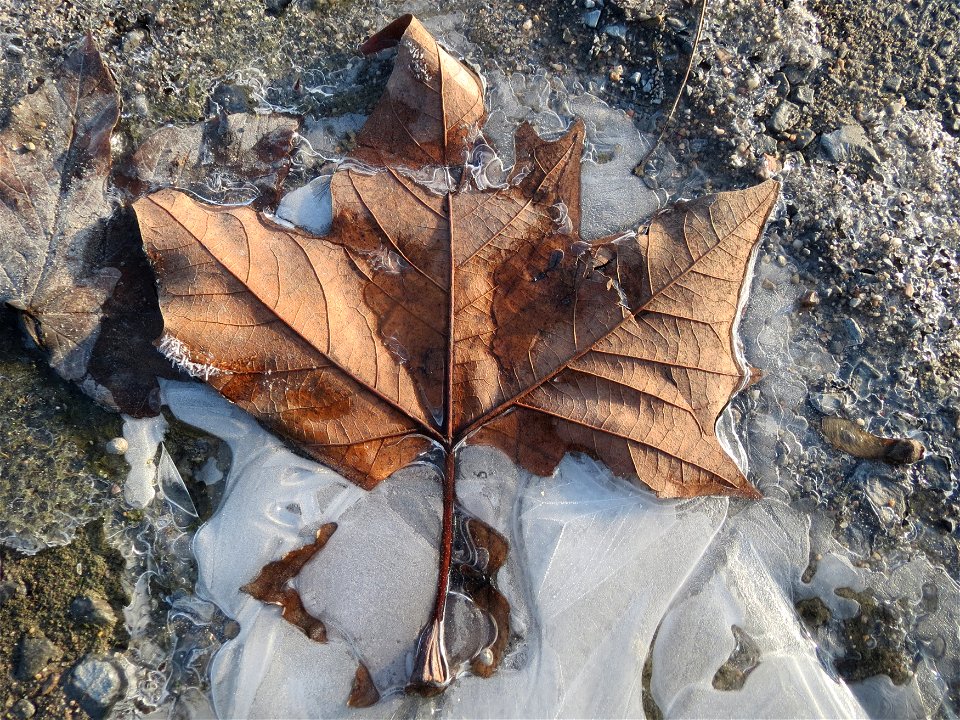 In einer Pfütze gefrorenes Blatt vom Berghorn (Acer pseudoplatanus) in Hockenheim