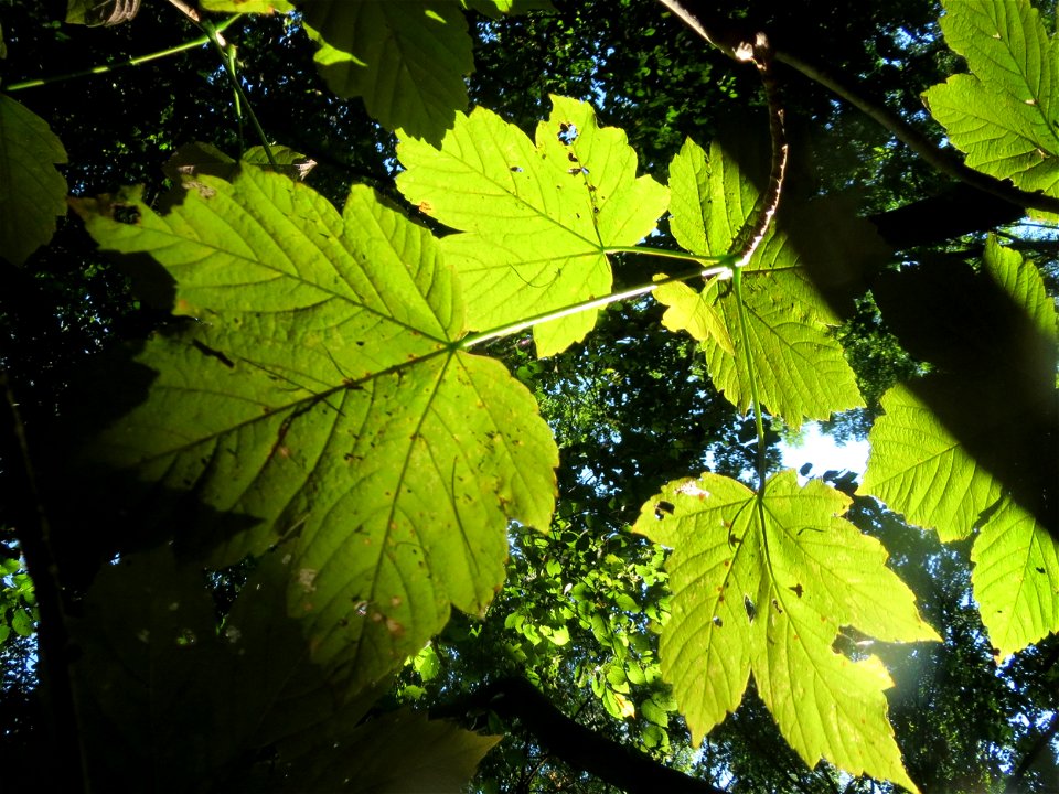 Berg-Ahorn (Acer pseudoplatanus) im Rodenhoferdell in Alt-Saarbrücken
