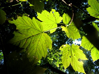 Berg-Ahorn (Acer pseudoplatanus) im Rodenhoferdell in Alt-Saarbrücken