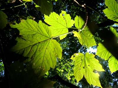 Berg-Ahorn (Acer pseudoplatanus) im Rodenhoferdell in Alt-Saarbrücken photo