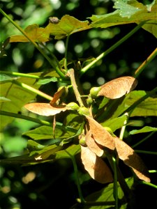 Bergahorn (Acer pseudoplatanus) im Rodenhoferdell in Alt-Saarbrücken photo