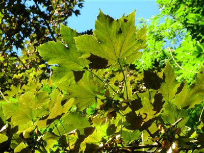 Bergahorn (Acer pseudoplatanus) im Rodenhoferdell in Alt-Saarbrücken