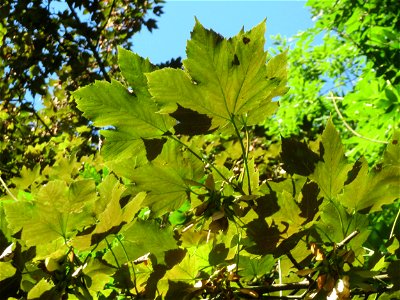 Bergahorn (Acer pseudoplatanus) im Rodenhoferdell in Alt-Saarbrücken photo