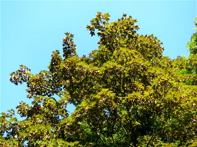 Bergahorn (Acer pseudoplatanus) im Rodenhoferdell in Alt-Saarbrücken photo