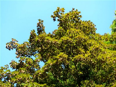 Bergahorn (Acer pseudoplatanus) im Rodenhoferdell in Alt-Saarbrücken