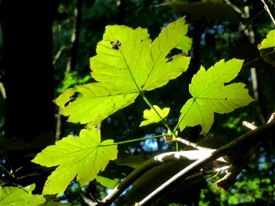 Bergahorn (Acer pseudoplatanus) im Rodenhoferdell in Alt-Saarbrücken