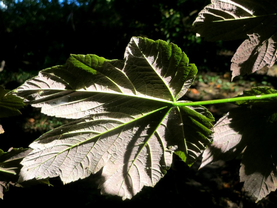 Bergahorn (Acer pseudoplatanus) im Rodenhoferdell in Alt-Saarbrücken