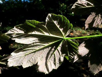 Bergahorn (Acer pseudoplatanus) im Rodenhoferdell in Alt-Saarbrücken photo