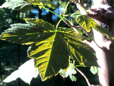 Bergahorn (Acer pseudoplatanus) im Rodenhoferdell in Alt-Saarbrücken photo