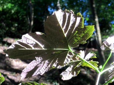 Bergahorn (Acer pseudoplatanus) im Rodenhoferdell in Alt-Saarbrücken