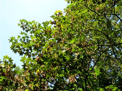 Bergahorn (Acer pseudoplatanus) im Schwetzinger Hardt