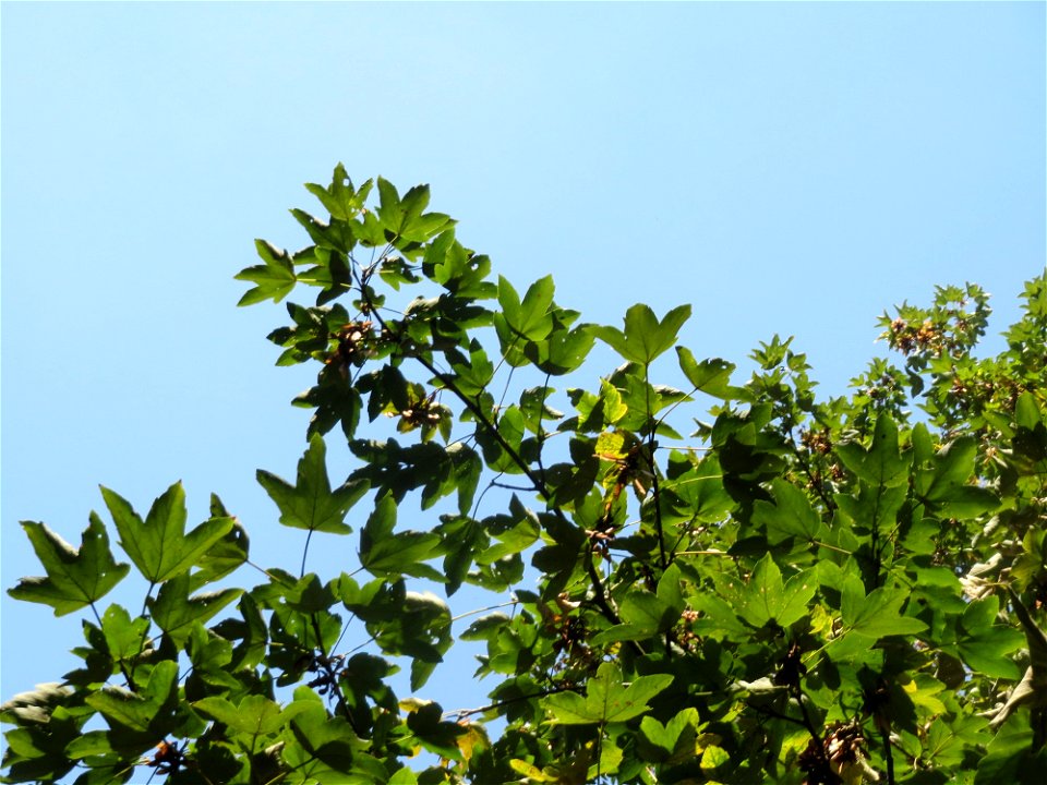 Bergahorn (Acer pseudoplatanus) im Schwetzinger Hardt