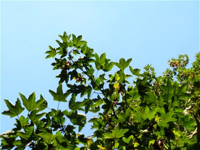 Bergahorn (Acer pseudoplatanus) im Schwetzinger Hardt