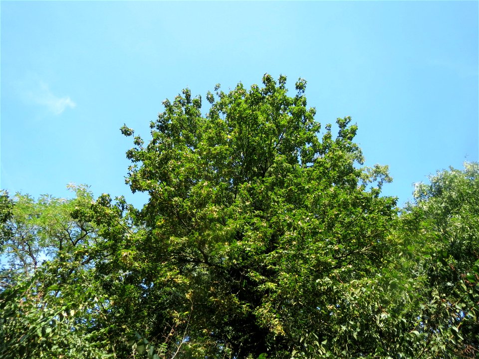 Bergahorn (Acer pseudoplatanus) im Schwetzinger Hardt