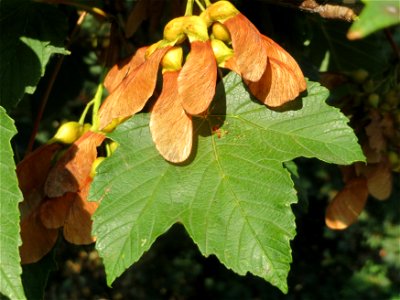 Berg-Ahorn (Acer pseudoplatanus) in Hockenheim