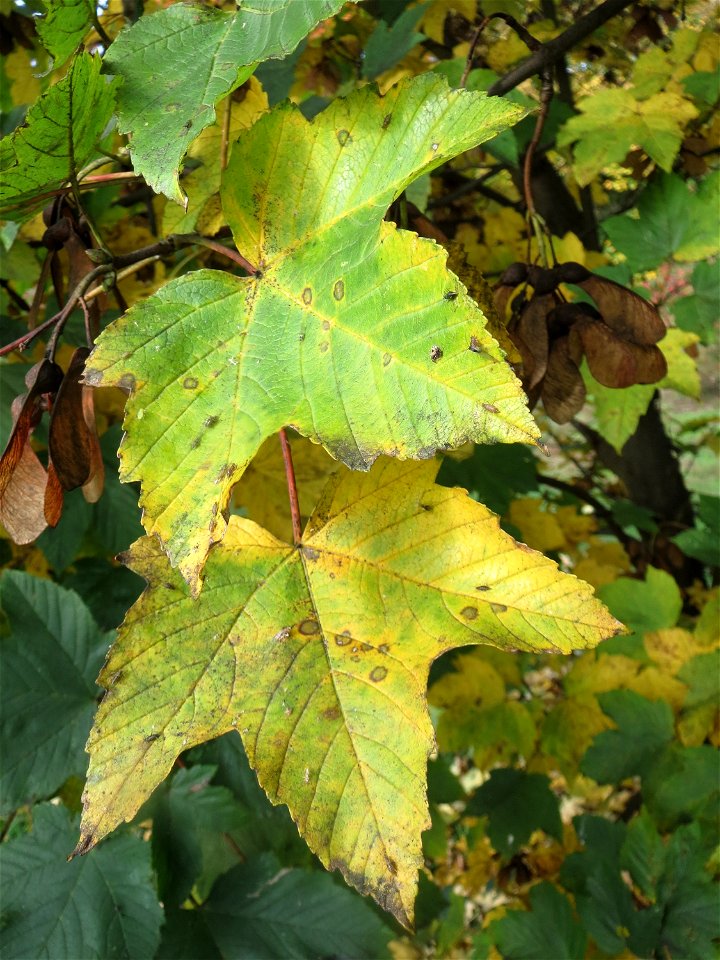 Berghorn (Acer pseudoplatanus) in Hockenheim